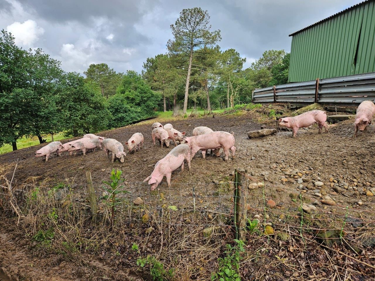 Freilandschweine und bestes Sole Salz - geniale Schinken für Jambon de Bayonne g.g.A. - Orist/Salies-de-Béarn  Mai 2024