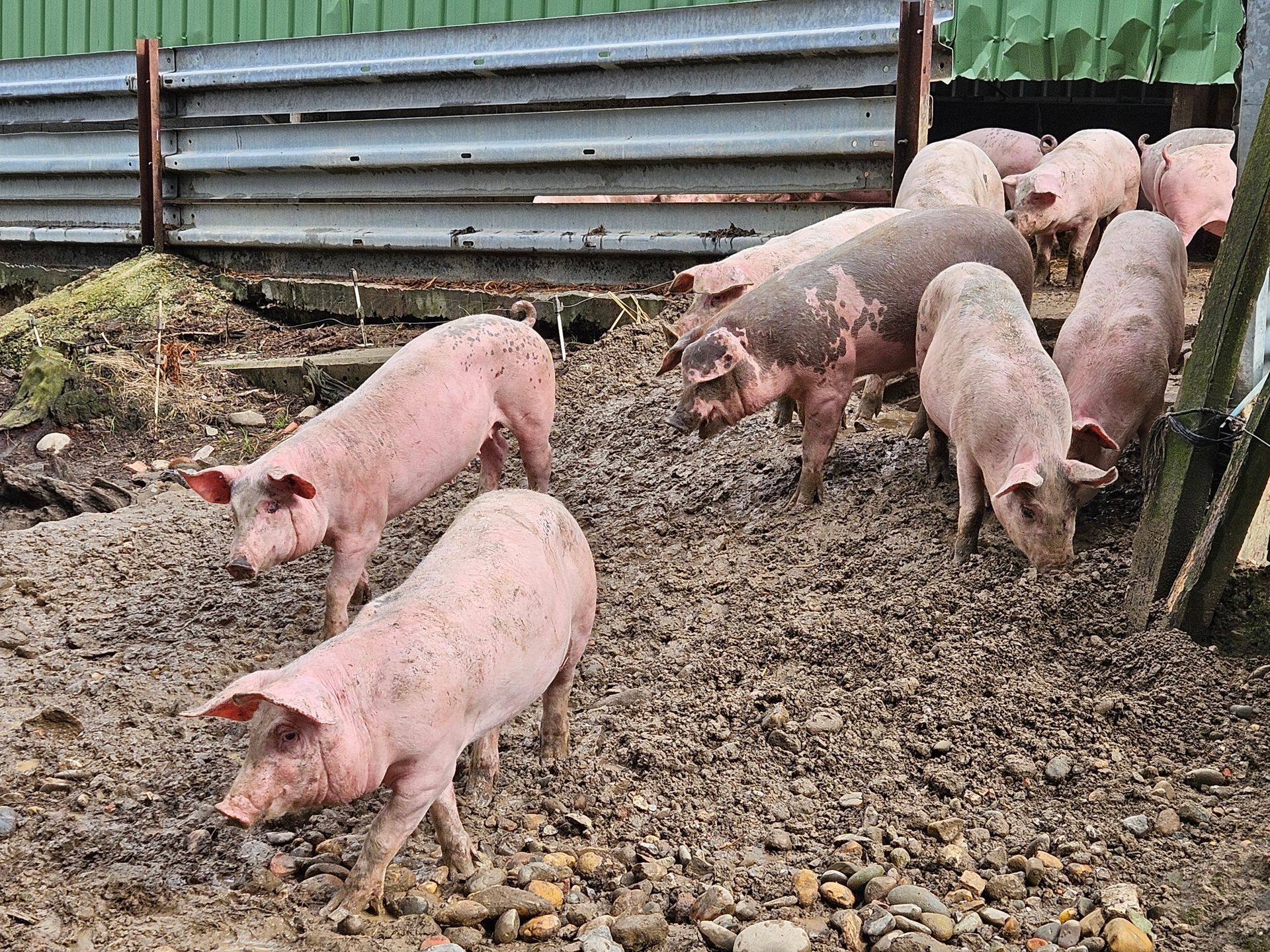 Freilandschweine und bestes Sole Salz - geniale Schinken für Jambon de Bayonne g.g.A. - Orist/Salies-de-Béarn  Mai 2024