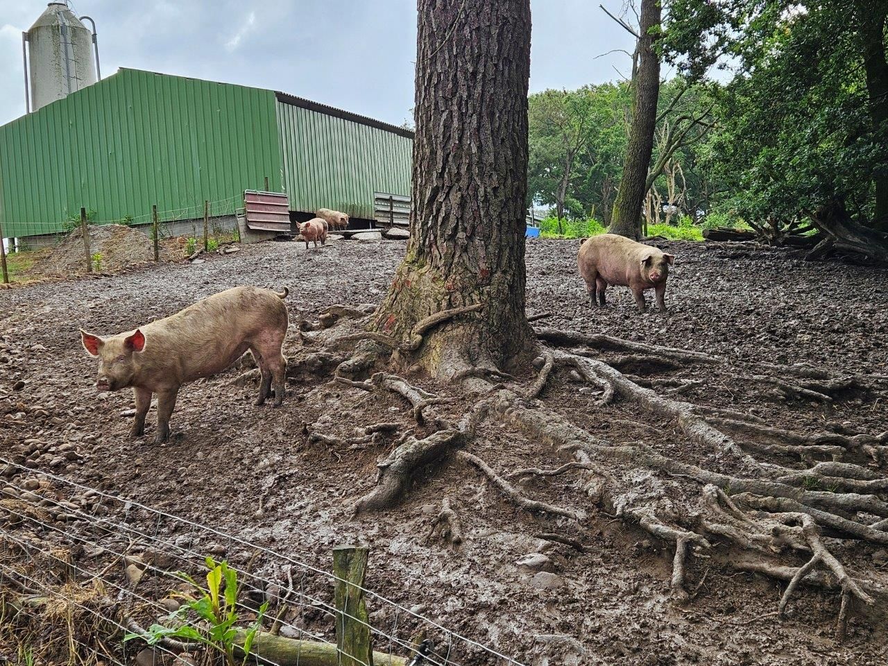 Freilandschweine und bestes Sole Salz - geniale Schinken für Jambon de Bayonne g.g.A. - Orist/Salies-de-Béarn  Mai 2024