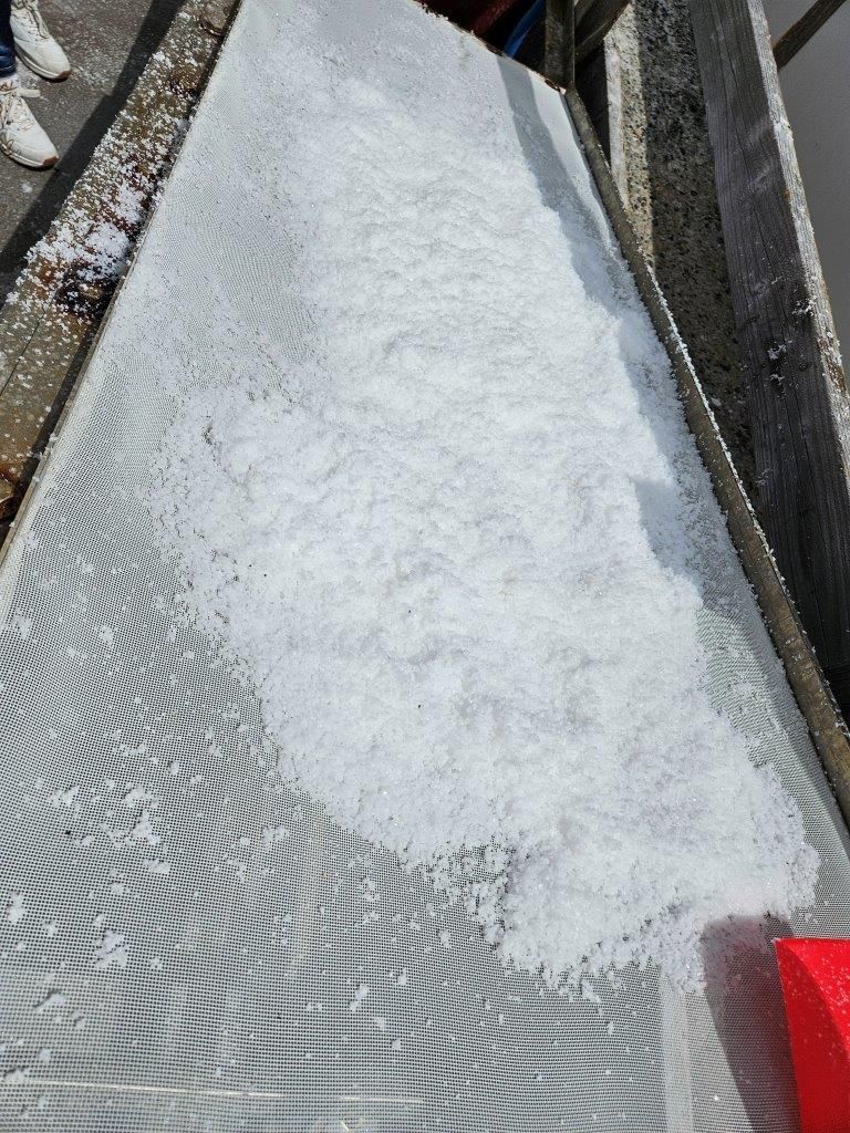 Freilandschweine und bestes Sole Salz - geniale Schinken für Jambon de Bayonne g.g.A. - Orist/Salies-de-Béarn  Mai 2024