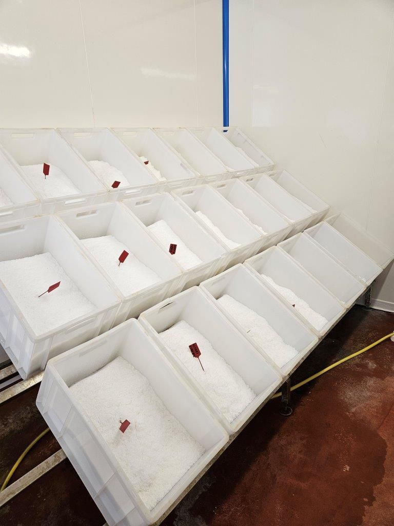 Freilandschweine und bestes Sole Salz - geniale Schinken für Jambon de Bayonne g.g.A. - Orist/Salies-de-Béarn  Mai 2024