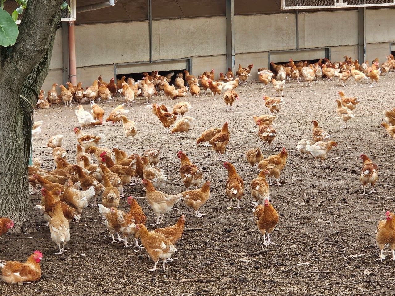 Exkursion - Workshop - Freilandgeflügel Label Rouge und Spezialitäten - Edeka Südwestfleisch Fachberater - Elsass 09. + 10.09.25