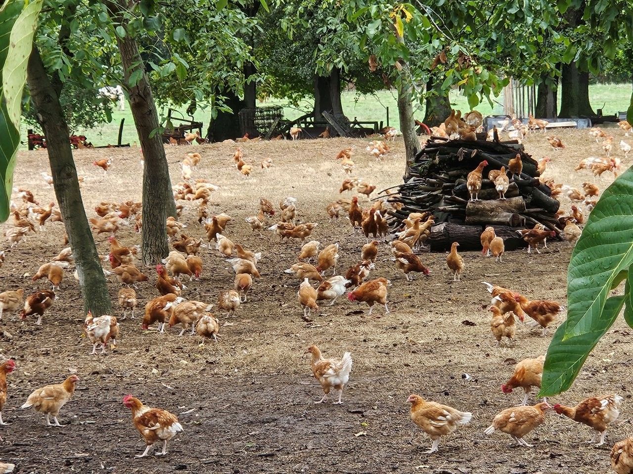 Exkursion - Workshop - Freilandgeflügel Label Rouge und Spezialitäten - Edeka Südwestfleisch Fachberater - Elsass 09. + 10.09.25