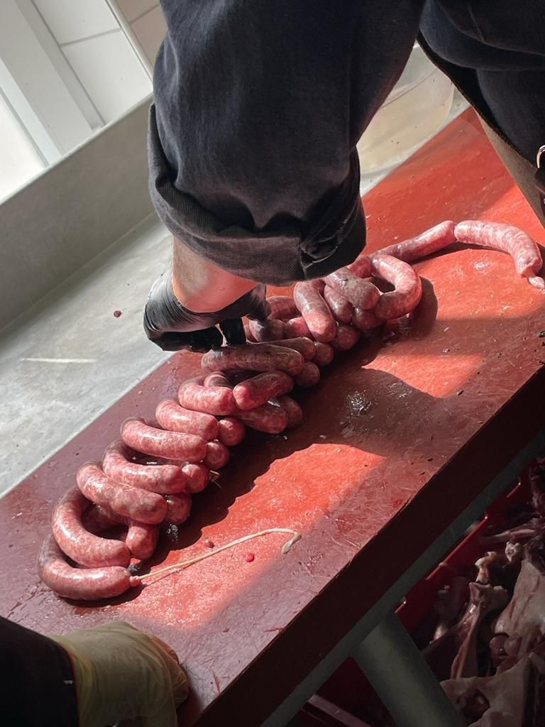 Jagd in Lütetsburg – Damwild Total vom Allerfeinsten – Lütetsburg 09.08.23