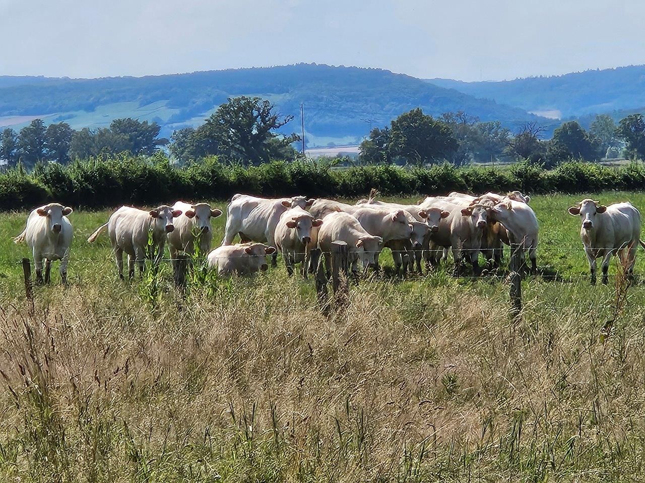 Charoluxe Reise mit Club Ambassadeur - Burgund / Charolles und Umland 25. - 27.06.24