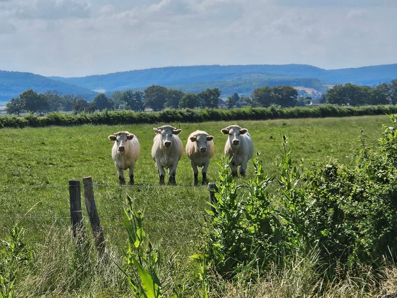 Charoluxe Reise mit Club Ambassadeur - Burgund / Charolles und Umland 25. - 27.06.24