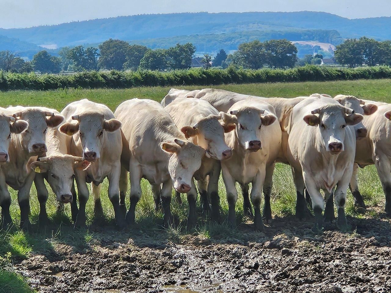 Charoluxe Reise mit Club Ambassadeur - Burgund / Charolles und Umland 25. - 27.06.24