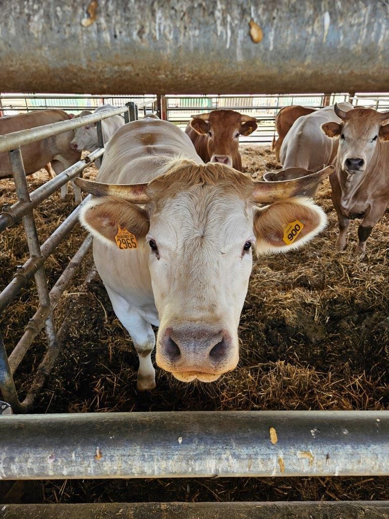 Charoluxe Reise mit Club Ambassadeur - Burgund / Charolles und Umland 25. - 27.06.24