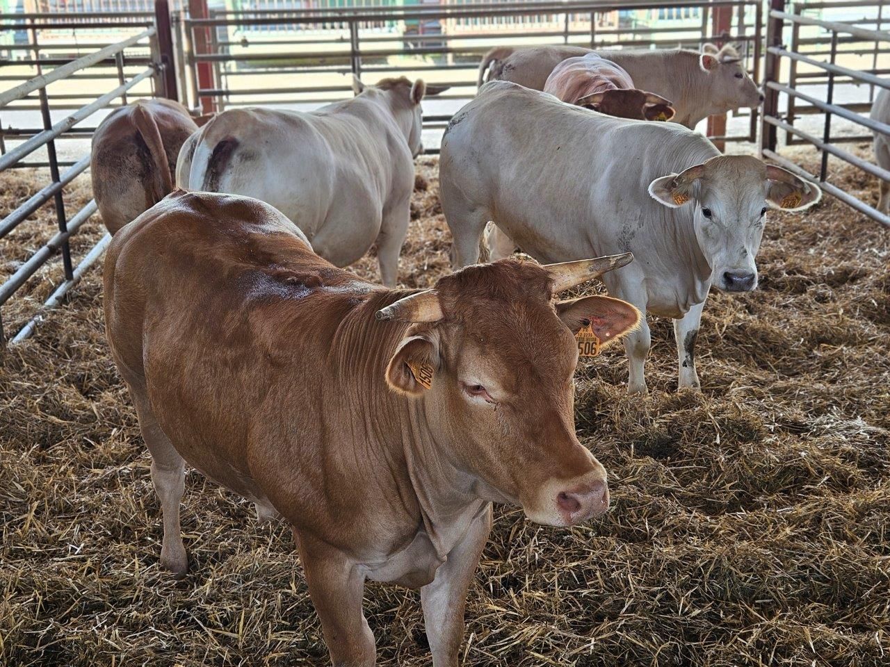 Charoluxe Reise mit Club Ambassadeur - Burgund / Charolles und Umland 25. - 27.06.24