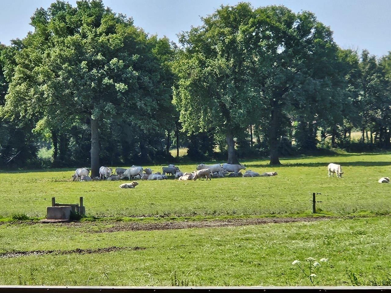 Charoluxe Reise mit Club Ambassadeur - Burgund / Charolles und Umland 25. - 27.06.24