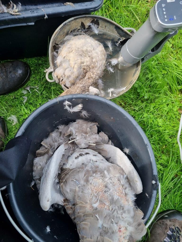 Ganz viel Arbeit mit den Gänsen – Jagdschulung in Lütetsburg am Deich 12.09.23