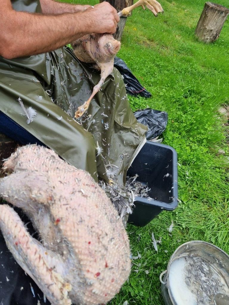 Ganz viel Arbeit mit den Gänsen – Jagdschulung in Lütetsburg am Deich 12.09.23