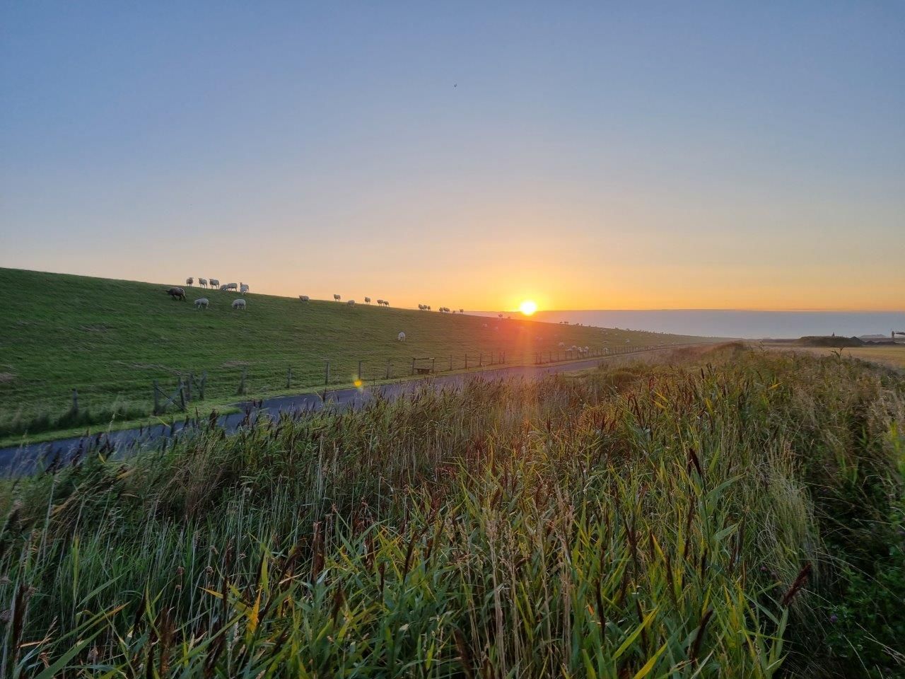 Ganz viel Arbeit mit den Gänsen – Jagdschulung in Lütetsburg am Deich 12.09.23