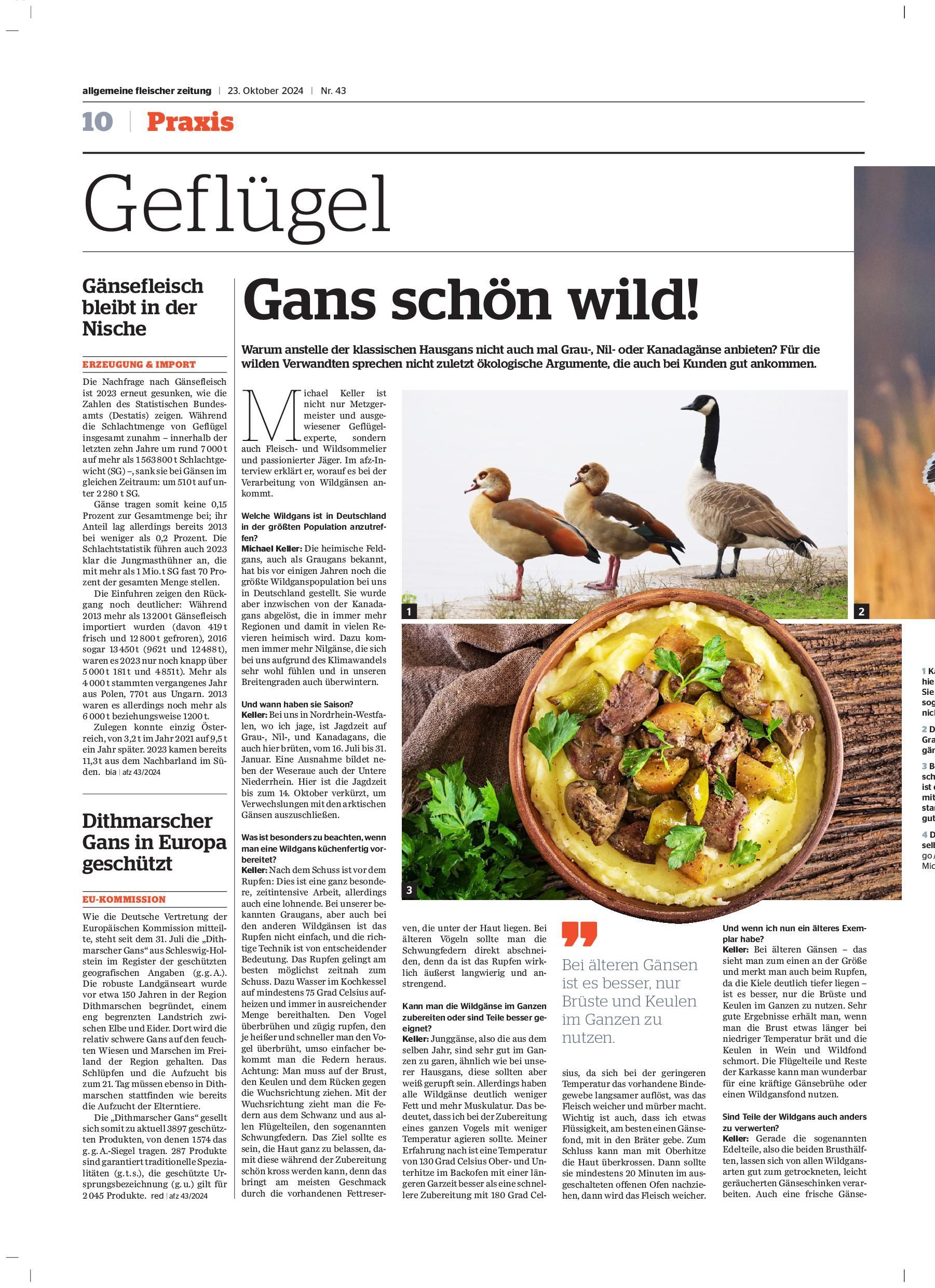 afz 23.10.24 - Wildgänse