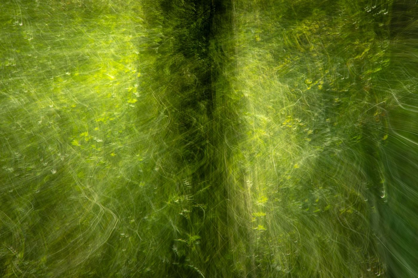 ICM Bild Waldesrauschen