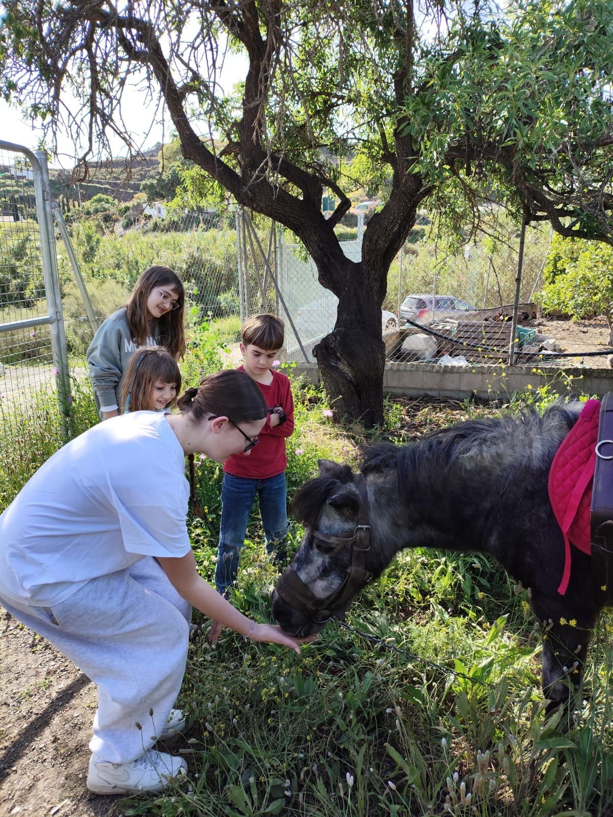 Persona alimentando a un pony gris mientras tres niños observan cerca de un árbol y una cerca.