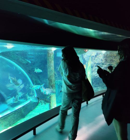 Personas observando peces en un gran acuario. Una mujer observa el tanque, otra sostiene un teléfono.