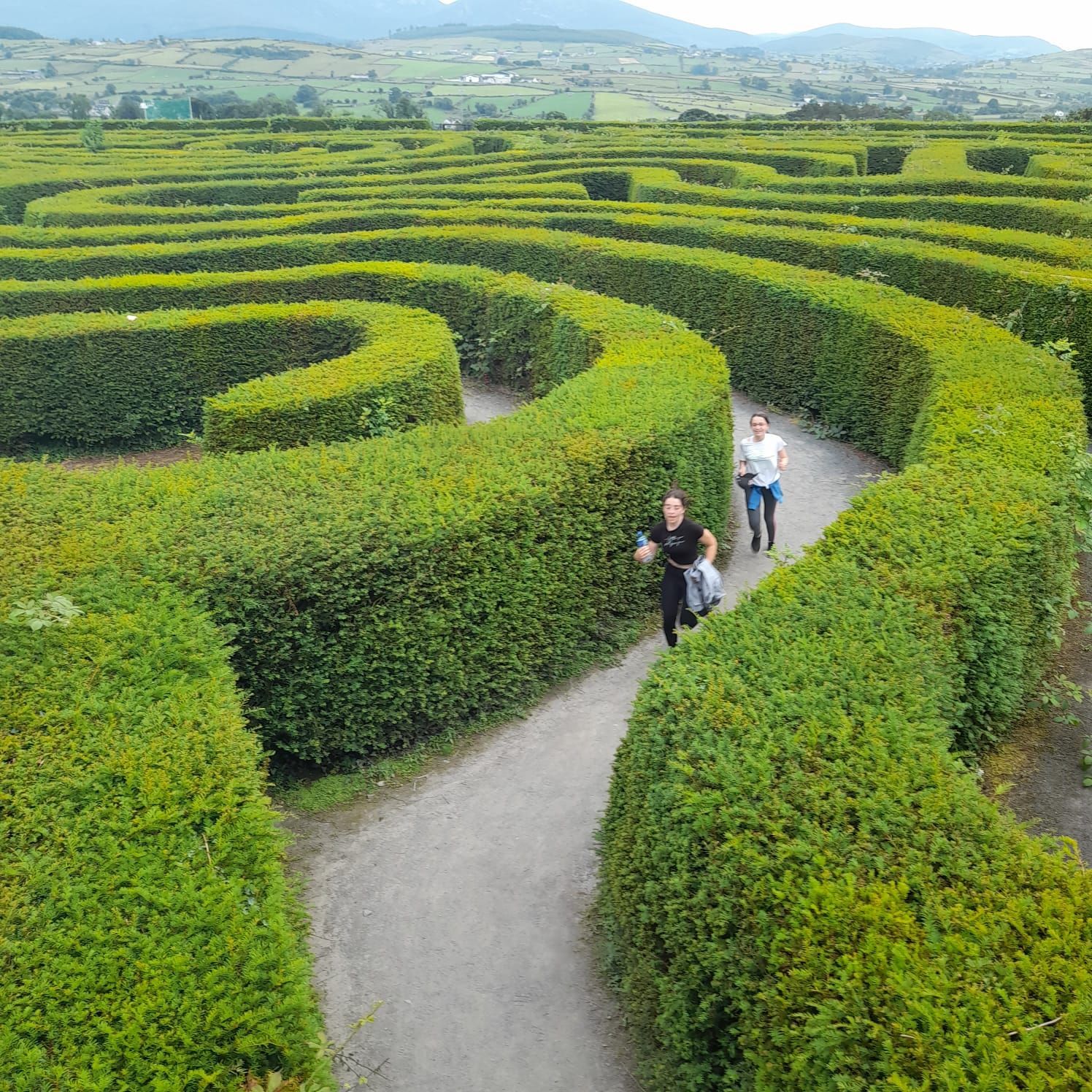Dos personas caminan a través de un laberinto de setos; setos verdes, caminos grises y colinas onduladas al fondo.