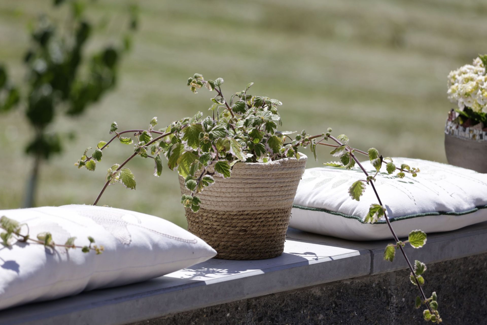 Elsi's Häpply Schür