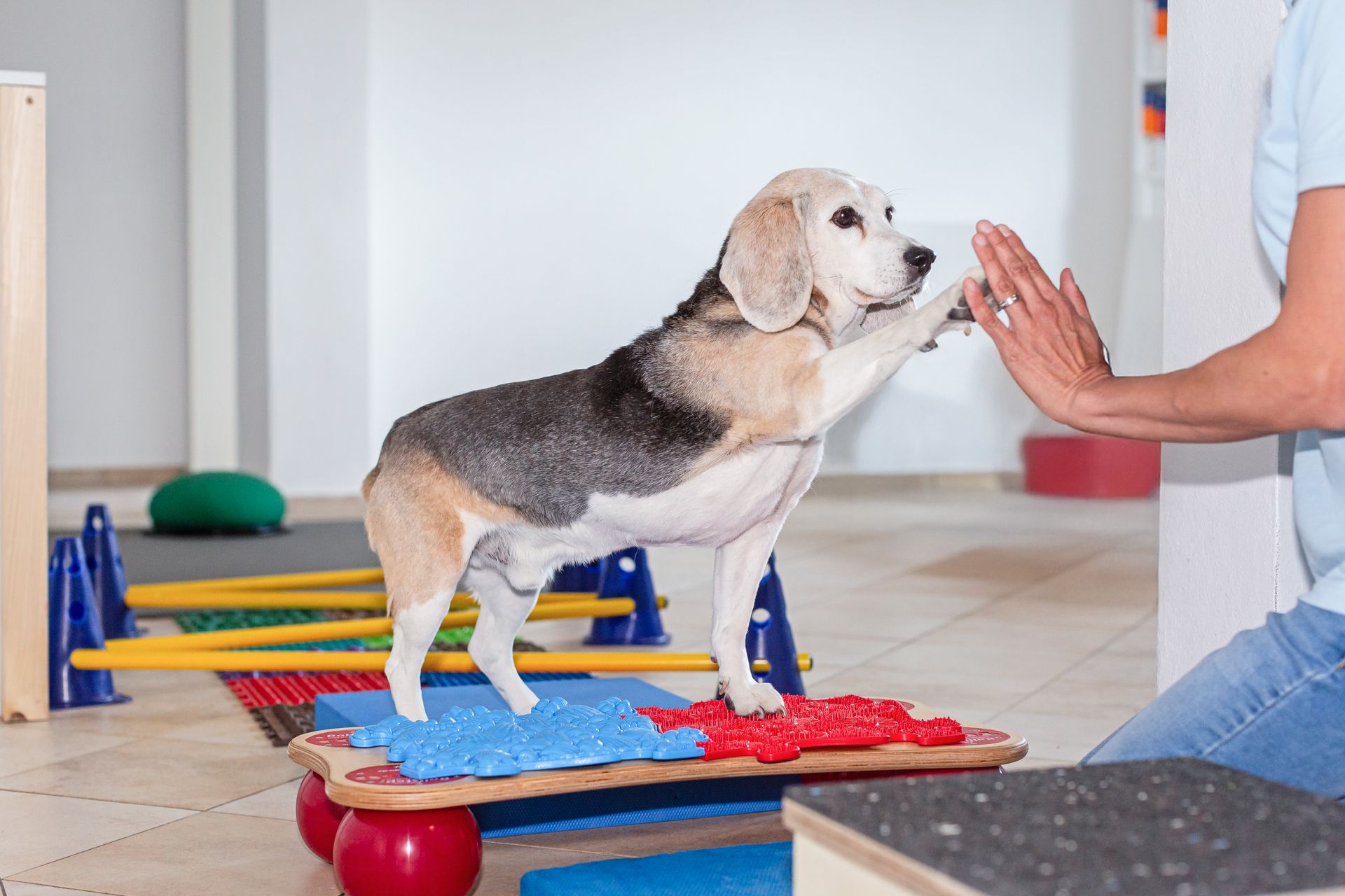 Ein älterer Beagle bei der Tierphysiotherapie gibt ein High-Five an Tierphysiotherapeutin Jenny Weise