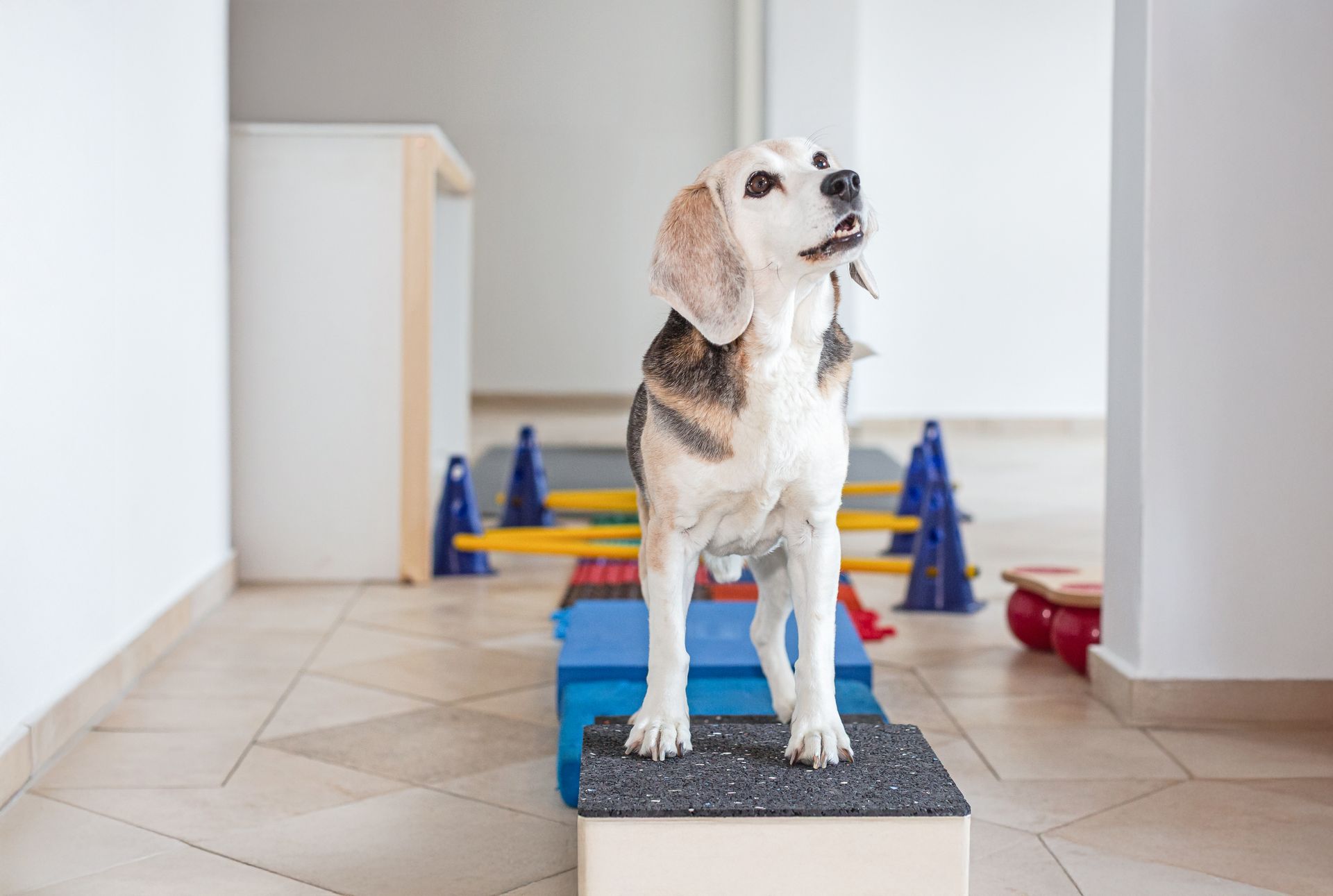Ein älterer Beagle beim Hürdenlauf über unterschiedlich genoppte Matten und Kommandotraining