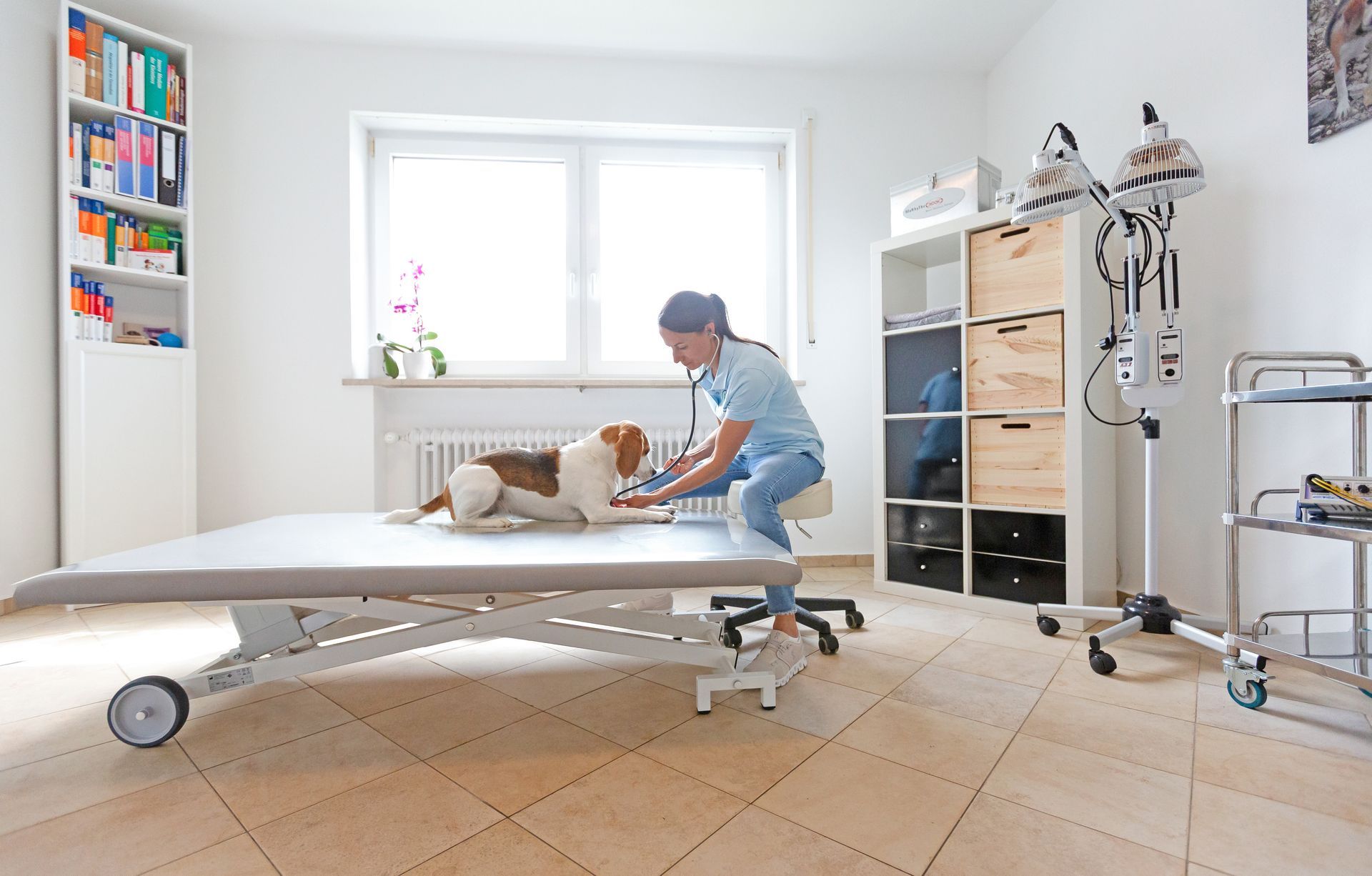 Tierphysiotherapeutin Jenny Weise therapiert und untersucht einen jungen Hund