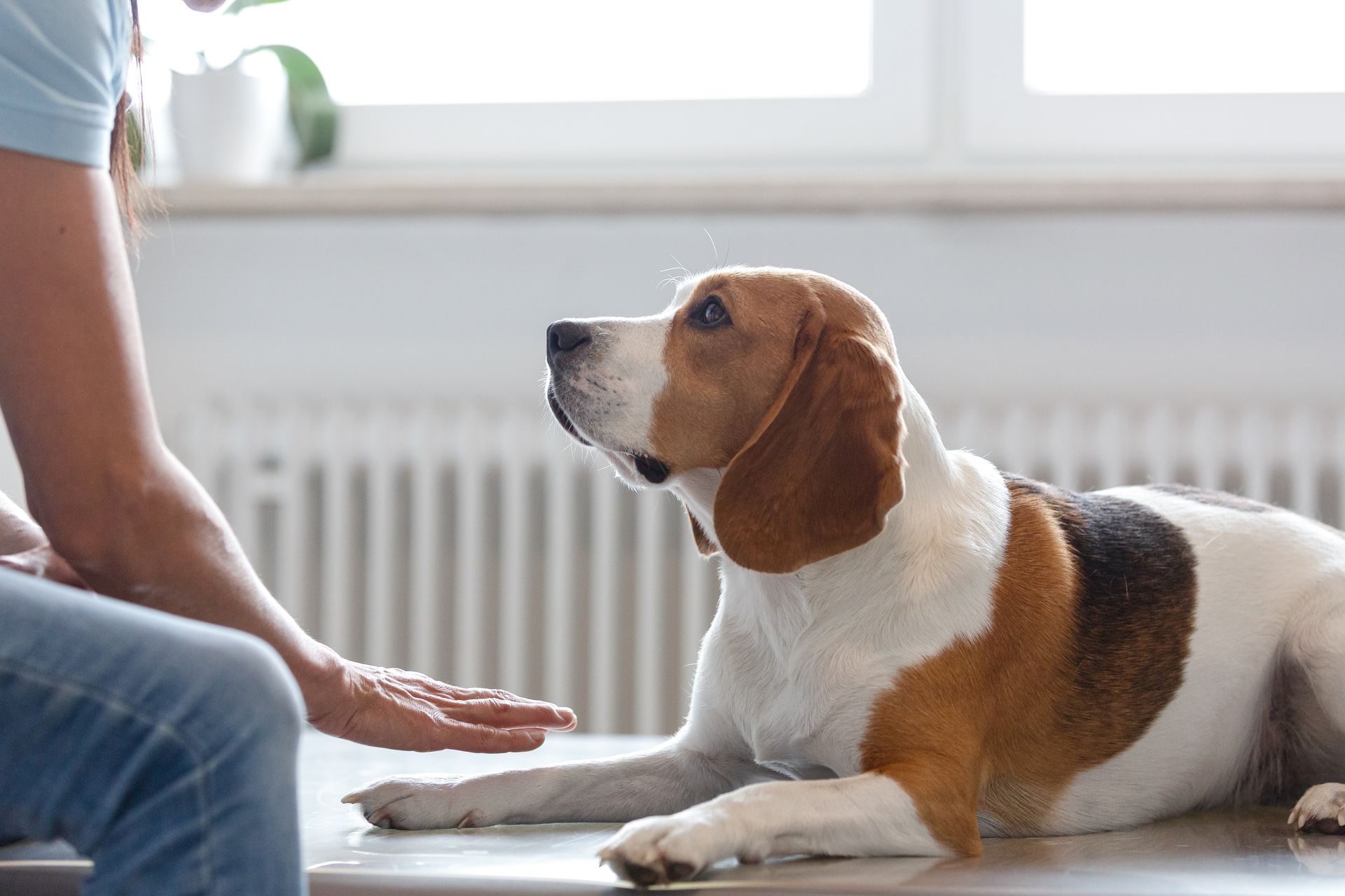 Ein junger Beagle bei der Tierphysiotherapie am Schlossberg