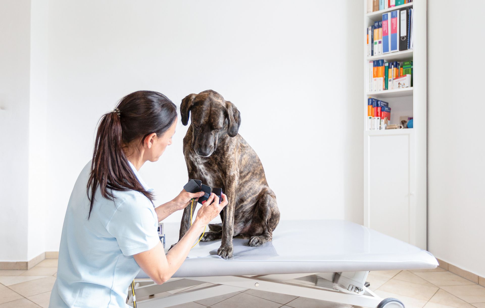 Tierphysiotherapeutin Jenny Weise bei der Behandlung und Physiotherapie einer Dogge