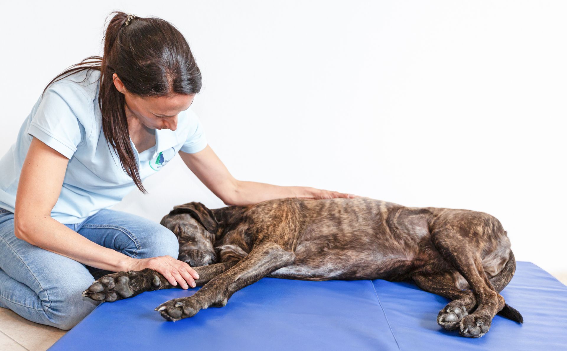 Tierphysiotherapeutin Jenny Weise behandelt und therapiert einen großen Hund