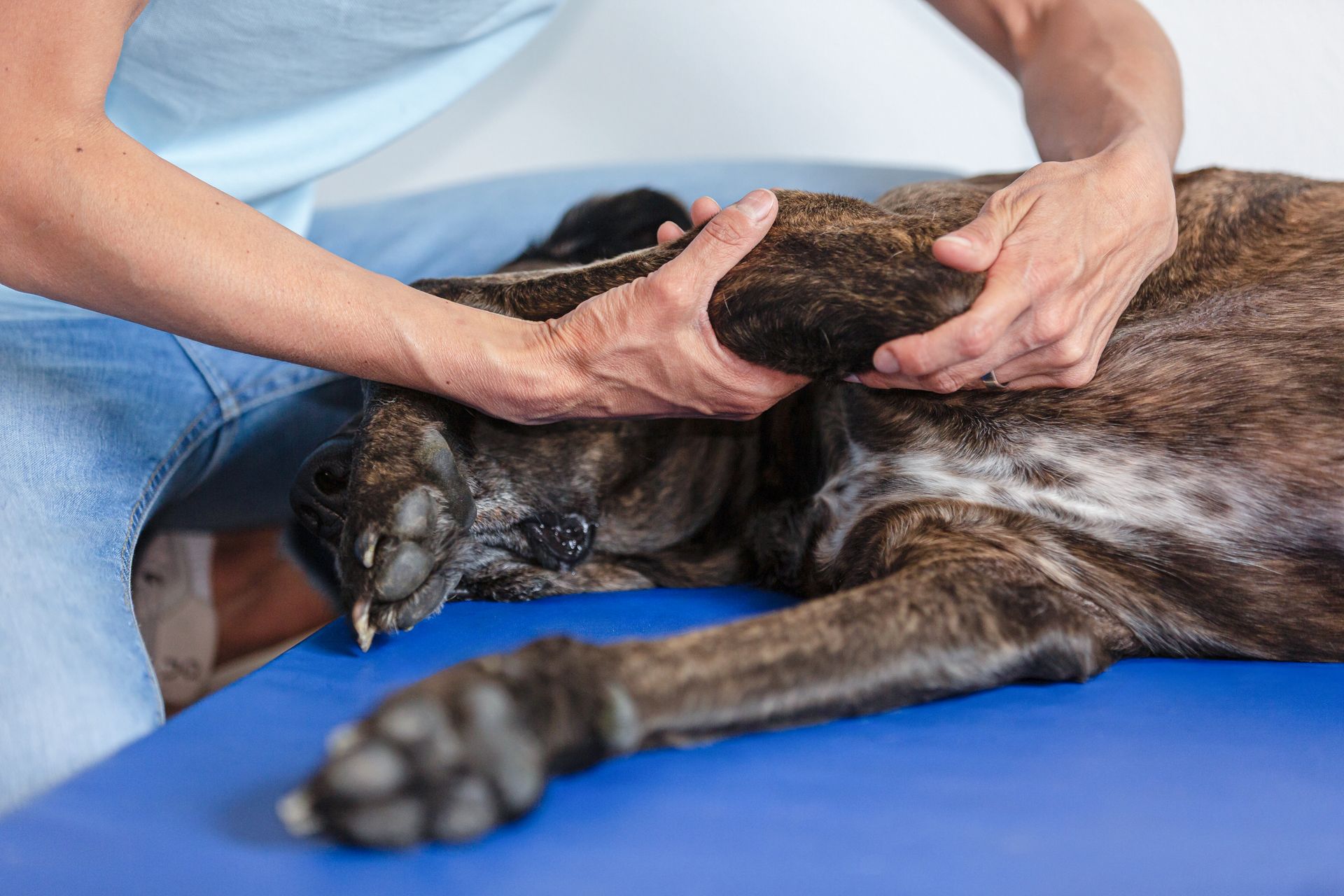 Tierphysiotherapeutin Jenny Weise untersucht die Pfoten eines Hundes