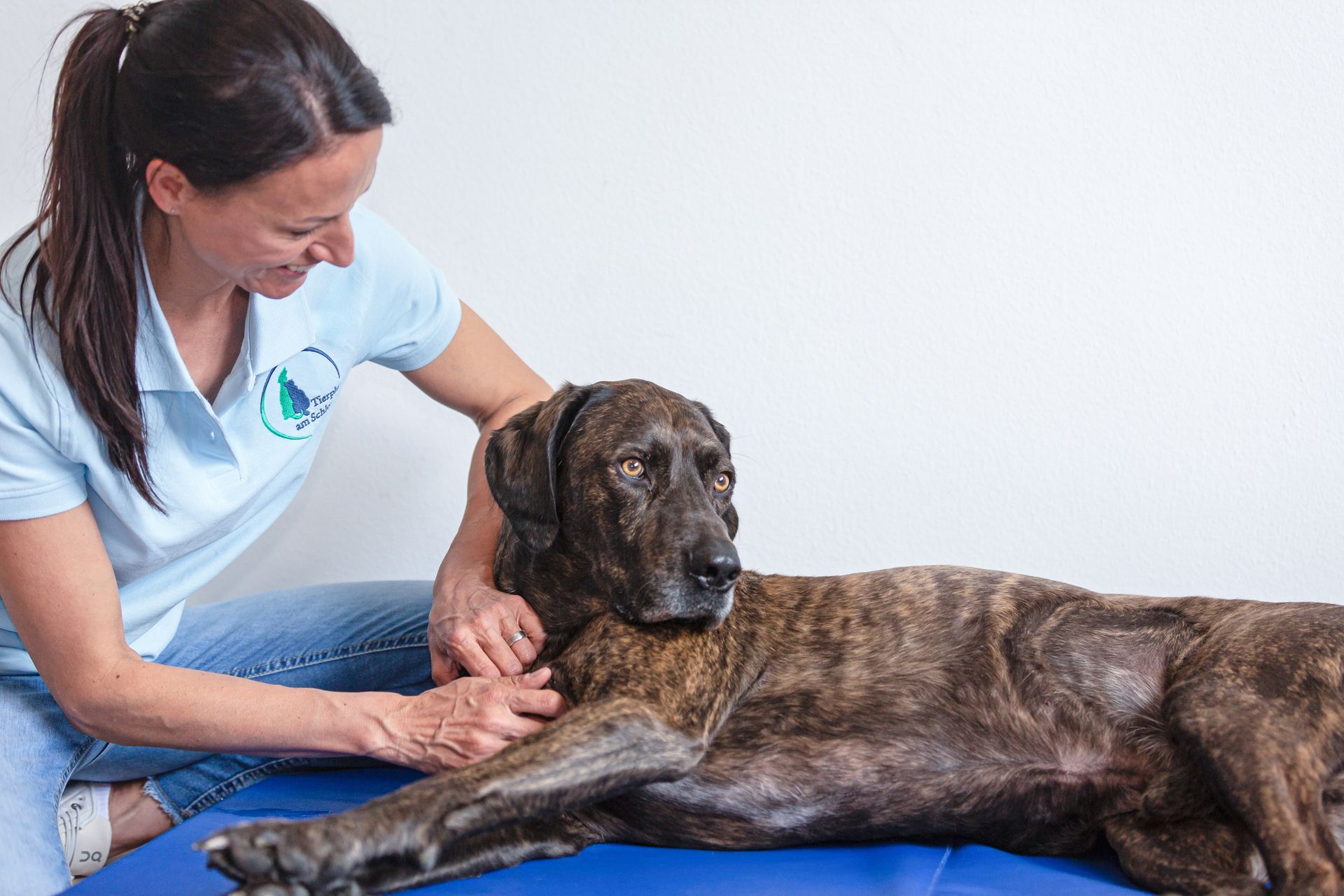 Tierphysiotherapeutin Jenny Weise therapiert und untersucht, behandelt und massiert die Pfoten einen jungen Hund