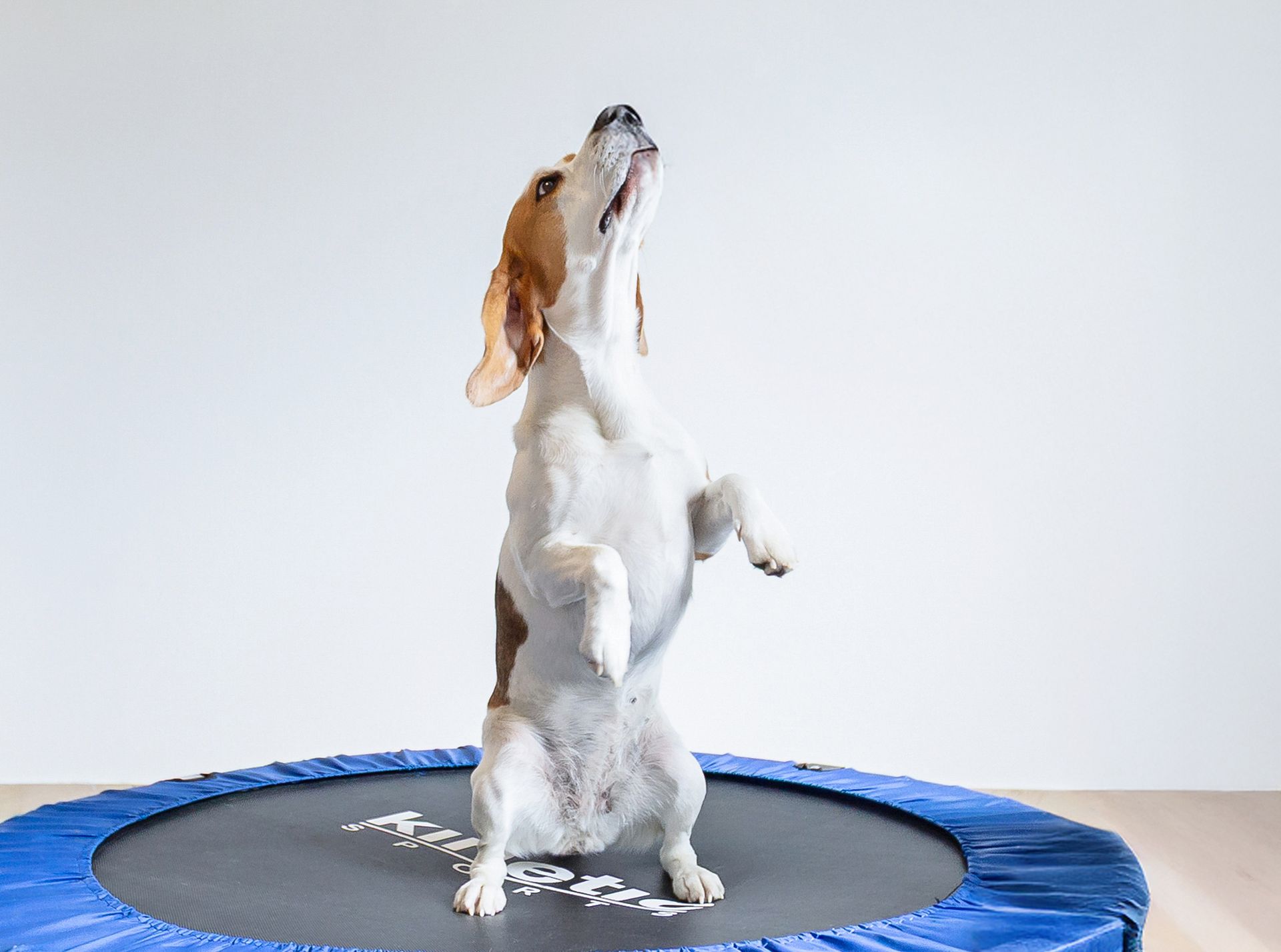 Ein älterer Beagle sitzt auf einem Podest in der Tierphysiotherapie am Schlossberg