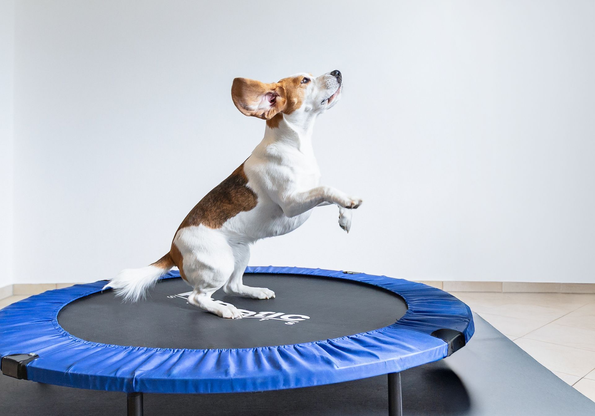 Tierphysiotherapeutin Jenny Weise therapiert und untersucht einen jungen Hund