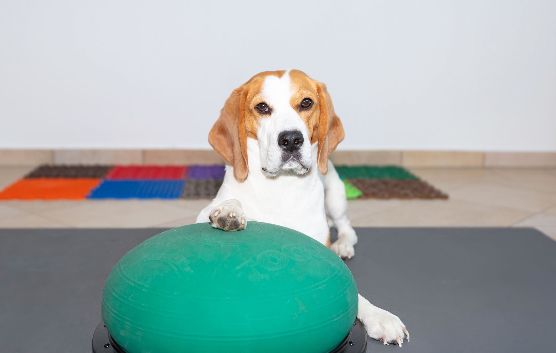 Ein junger Beagle mit einer Pfote auf einem großen Ball 