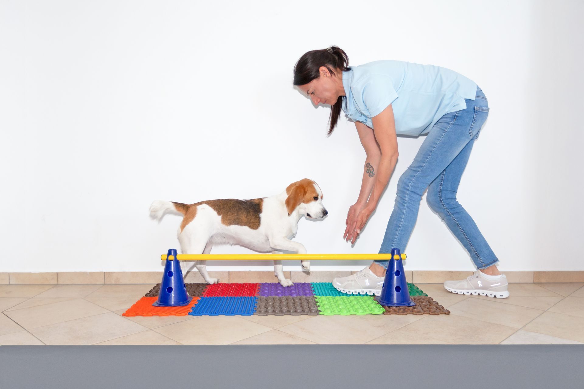 Ein junger Beagle läuft über genoppte Gummimatten mit Hürden mit Tierphysiotherapeutin Jenny Weise