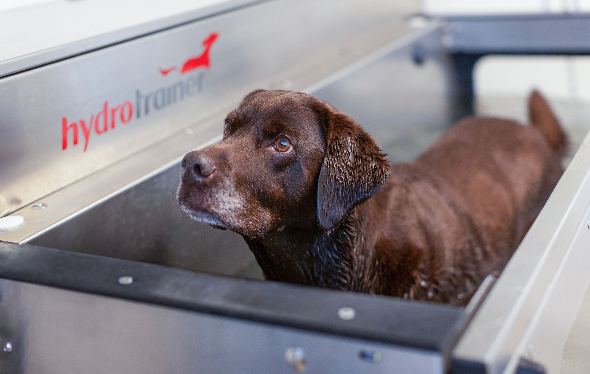 Ein brauner Labrador im Hydrotrainer – Wasserlaufband für gelenkschonende Bewegung