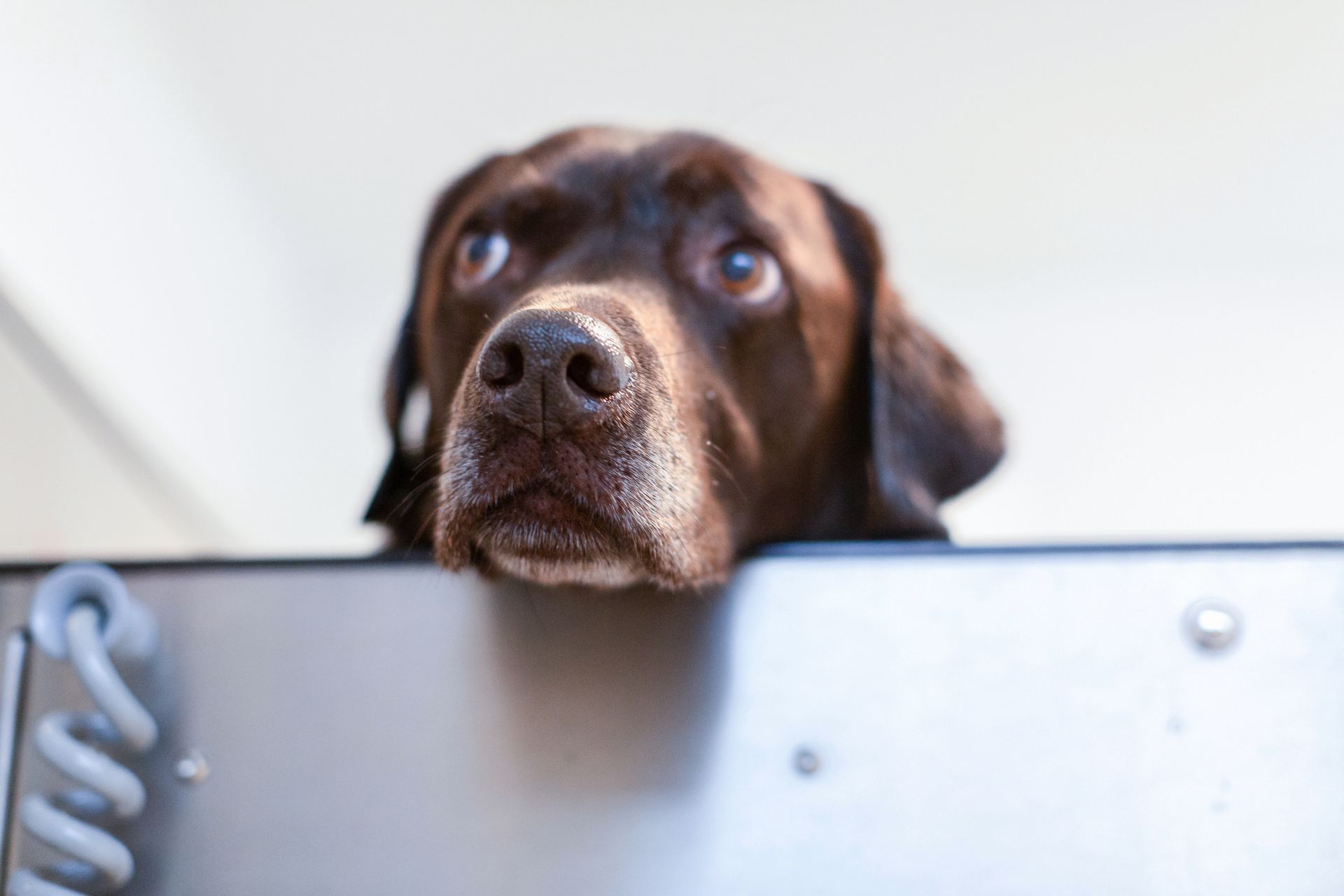 Ein brauner Labrador legt den Kopf auf den Rand des Hydrotrainers – Wasserlaufband und wartet auf ein Leckerli