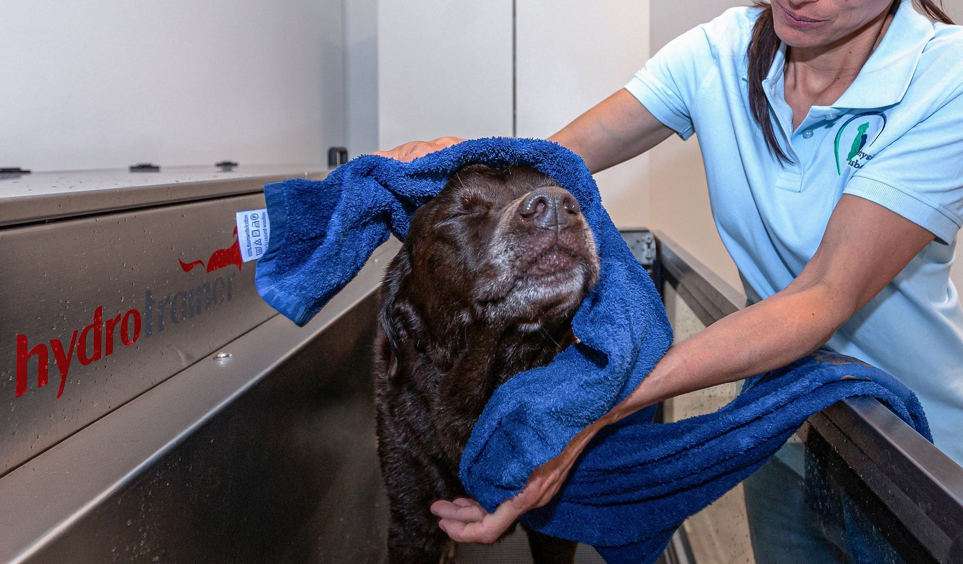 Ein brauner Labrador schüttelt das nasse Fell im abgeschalteten Hydrotrainer und wird mit einem Handtuch abgetrocknet