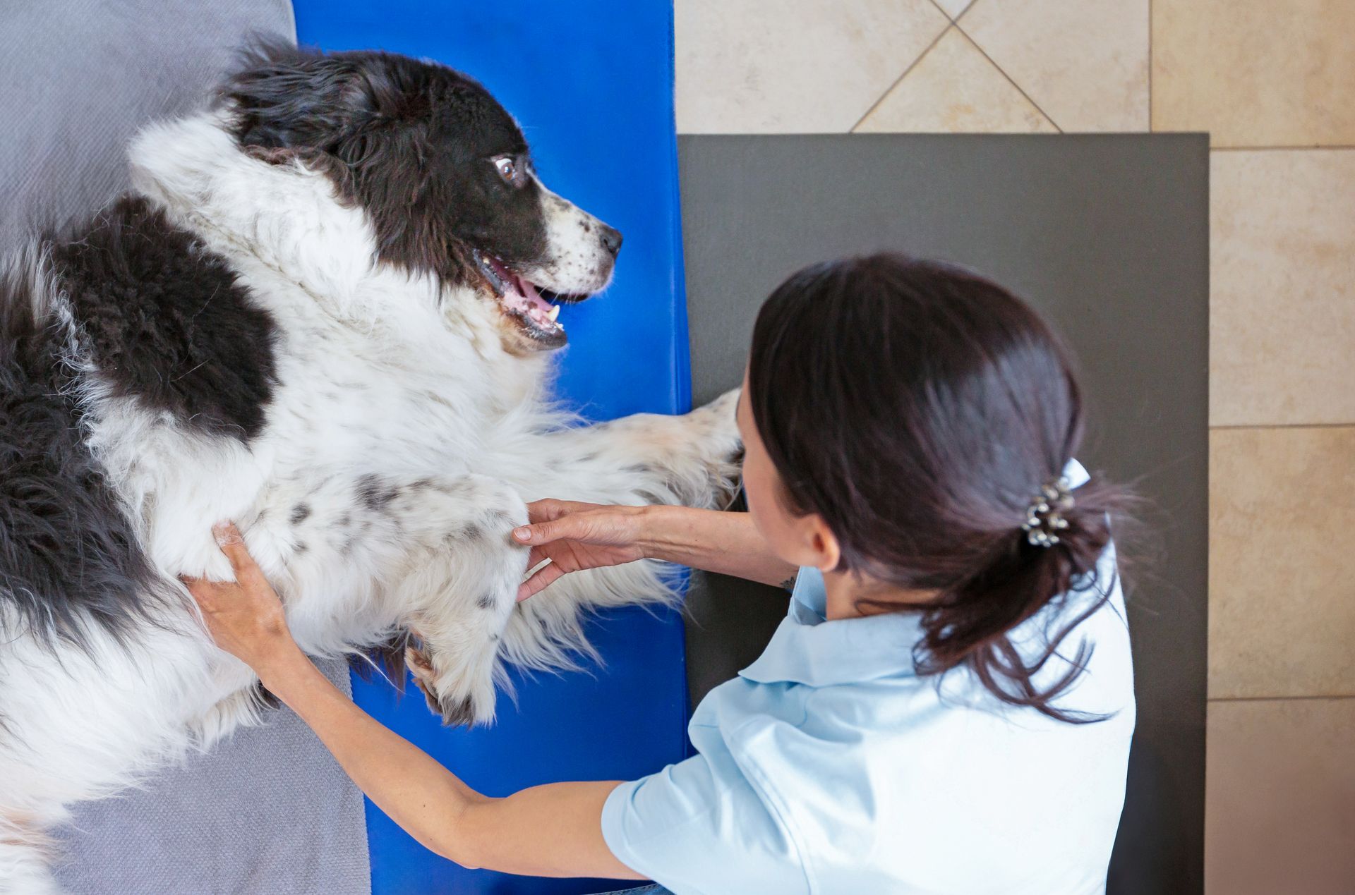 Tierphysiotherapeutin Jenny Weise untersucht und therapiert die Gelenke und Bewegungsapparate am Vorderbein eines Hundes