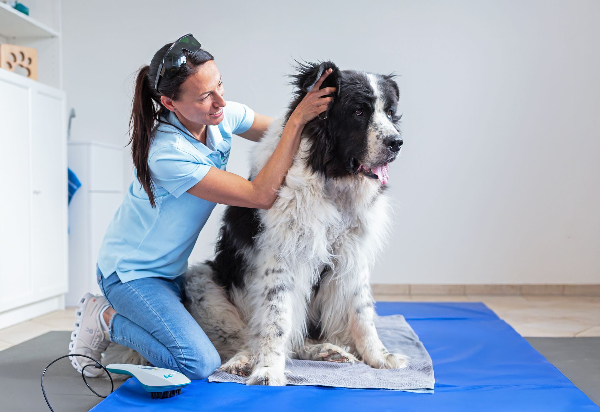 Tierphysiotherapeutin Jenny Weise untersucht die Ohren eines großen Hundes