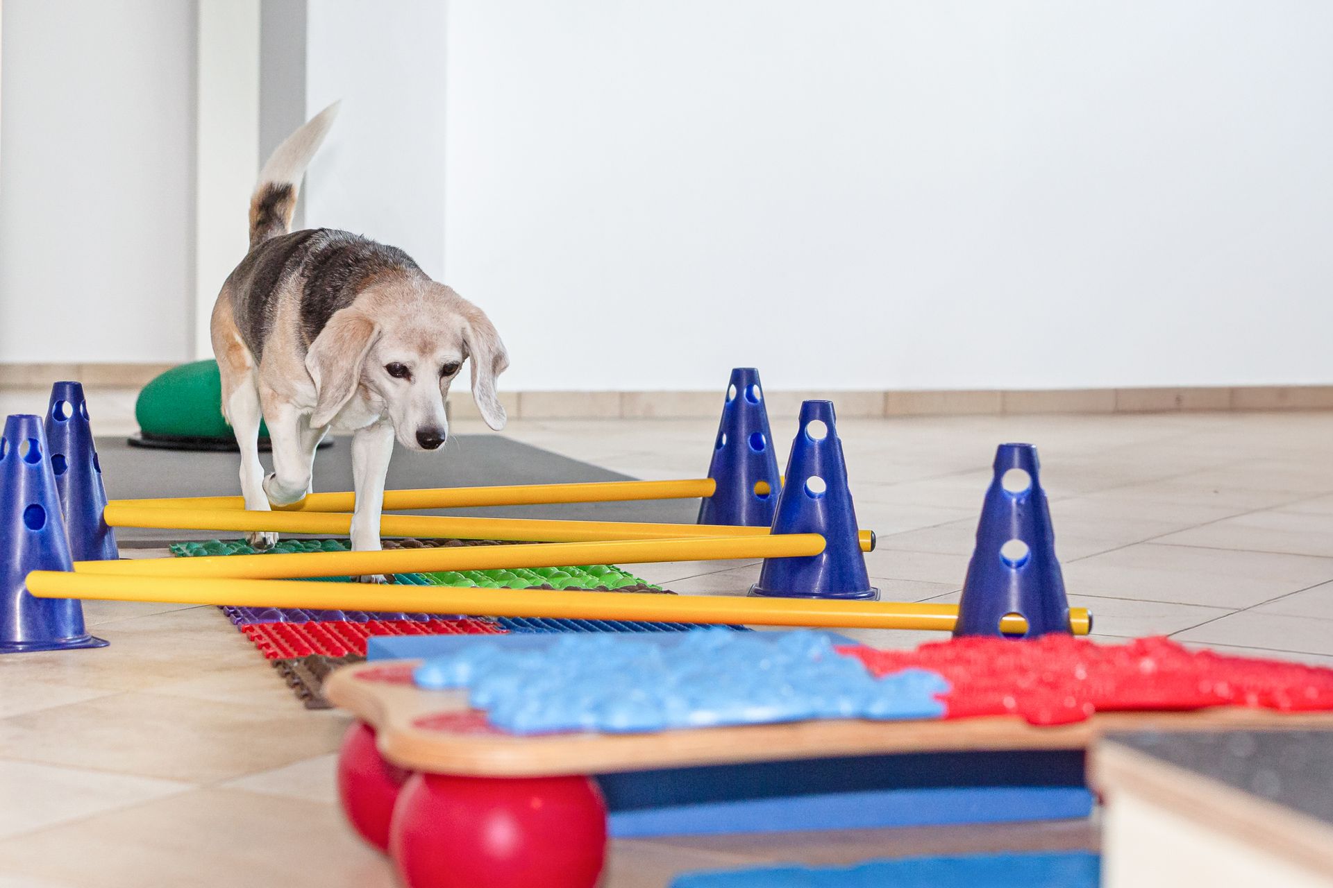 Ein älterer Beagle beim Hürdenlauf über unterschiedlich genoppte Matten für die Tierphysiotherapie