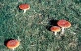 Un grupo de hongos están creciendo en la hierba.