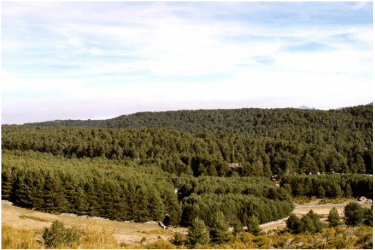 Un exuberante bosque verde en una ladera con un cielo azul en el fondo.