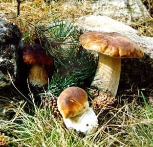 Tres hongos crecen en la hierba cerca de una roca.