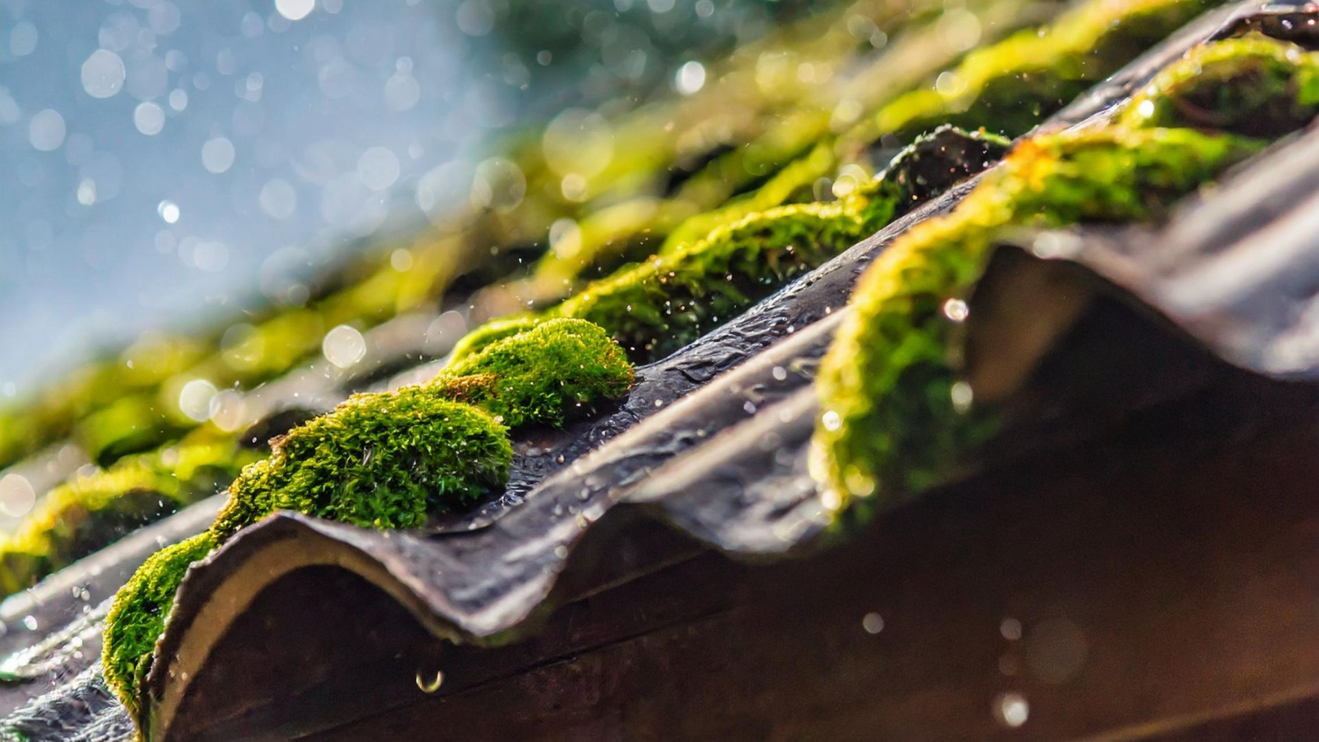 Gros plan sur un toit ondulé et sombre recouvert de mousse verte, sous lequel tombent des gouttes de pluie.
