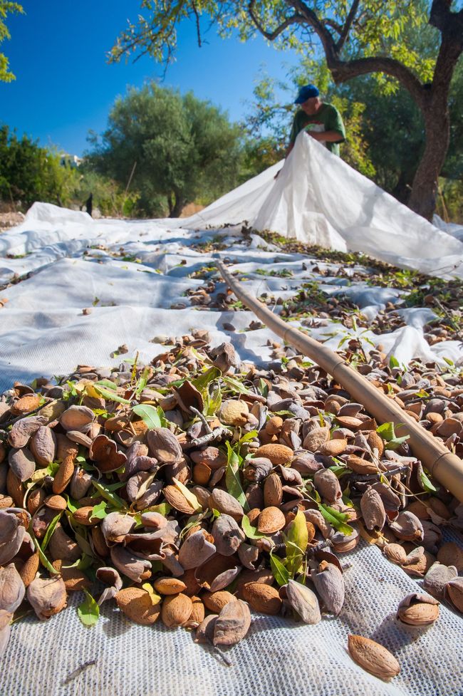 En un campo se está recogiendo un montón de almendras.