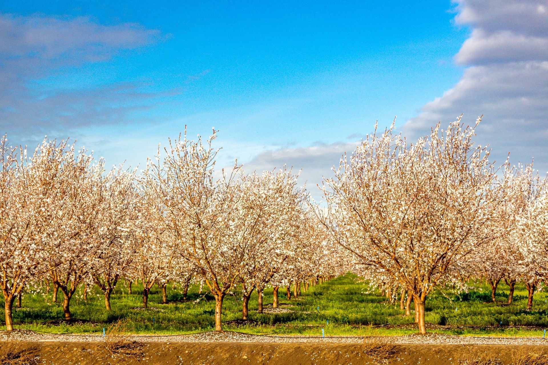 Una hilera de cerezos en flor en un campo con un cielo azul de fondo.