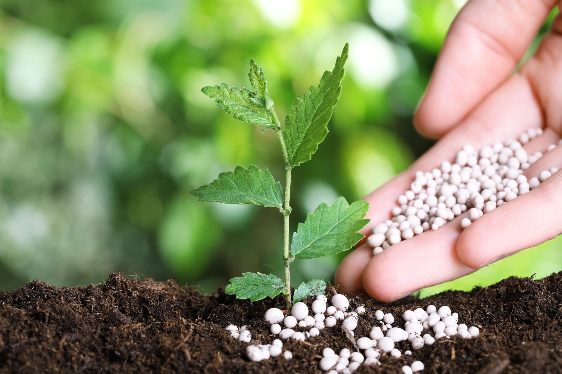 Una persona está vertiendo fertilizante en una pequeña planta.