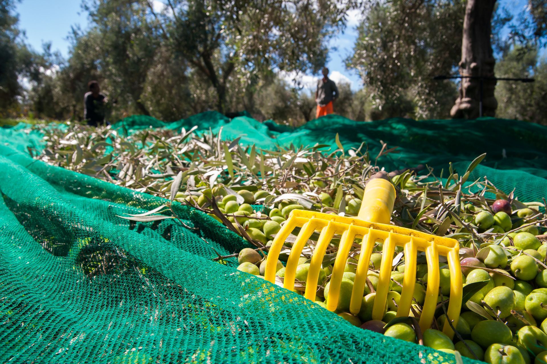 Un rastrillo amarillo está sobre una pila de aceitunas.