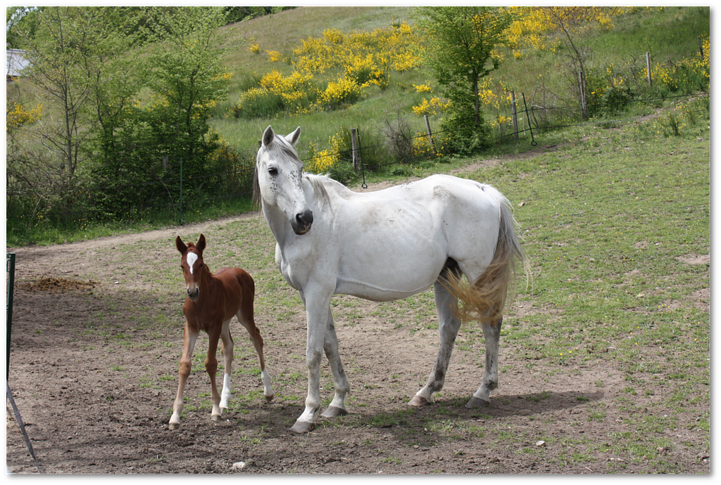 Pension de poneys et chevaux